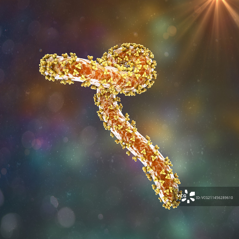 马尔堡病毒，图示图片素材