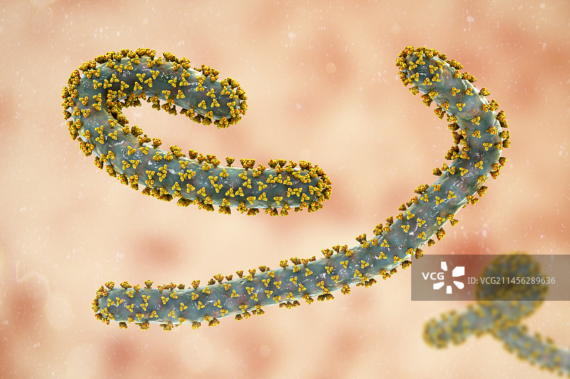 马尔堡病毒，图示图片素材