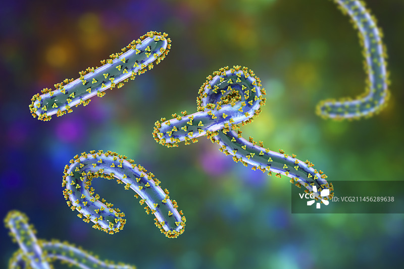 马尔堡病毒，图示图片素材