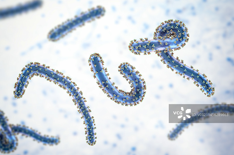 马尔堡病毒，图示图片素材