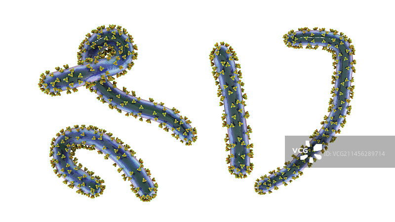 马尔堡病毒，图示图片素材
