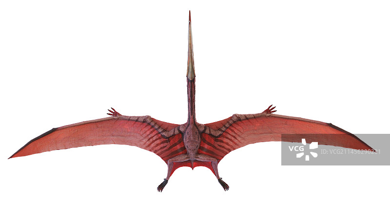 翼手龙复原图图片素材