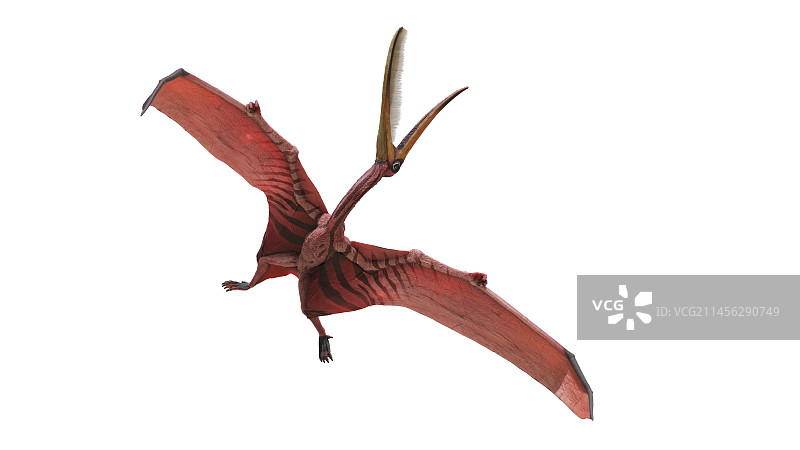 翼手龙复原图图片素材