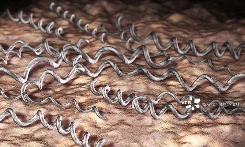 伯氏疏螺旋体细菌图示图片素材