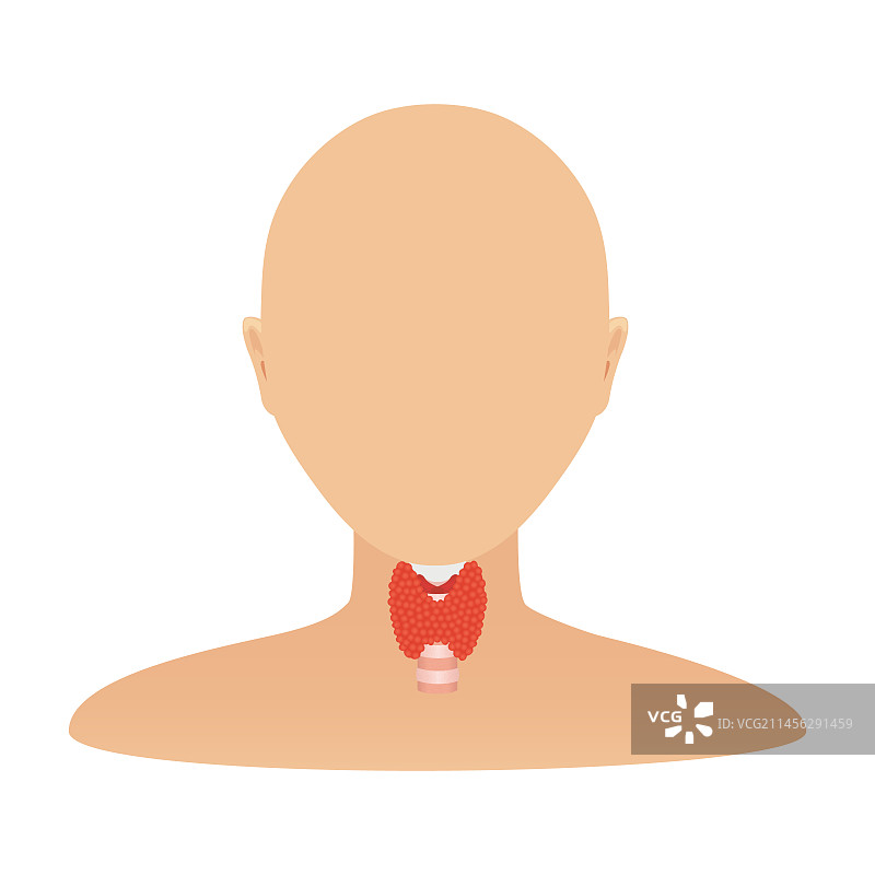 甲状腺，图示图片素材