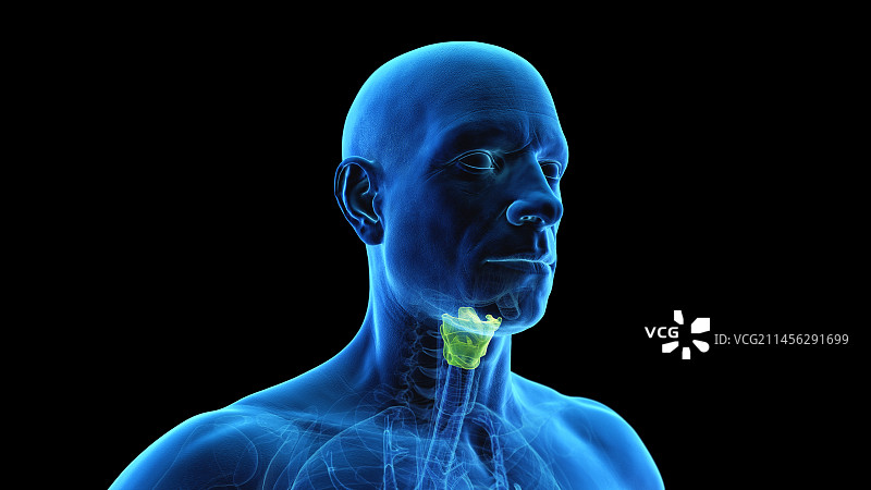 喉部插图图片素材