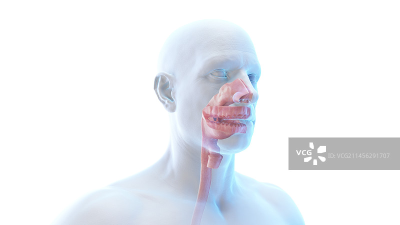 口腔和鼻腔插图图片素材