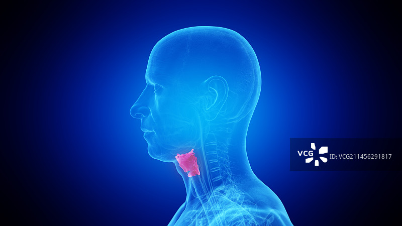 喉部插图图片素材