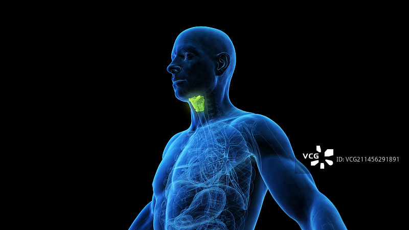 喉部插图图片素材