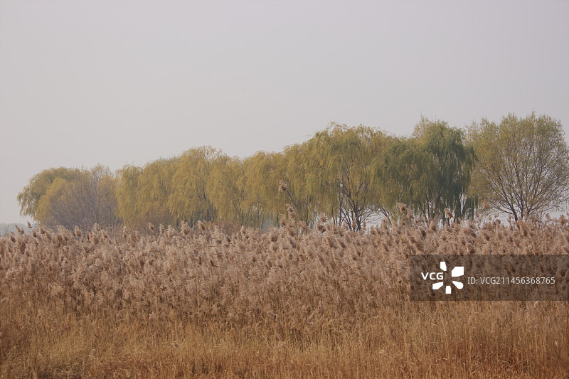 秋天野鸭湖图片素材