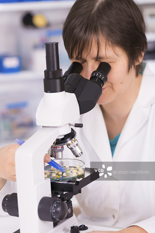 使用显微镜的实验室助理图片素材