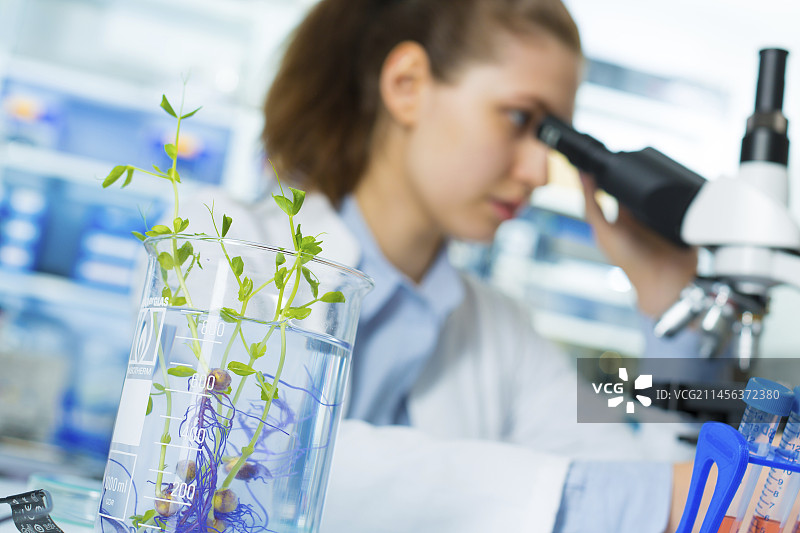 技术员使用显微镜图片素材