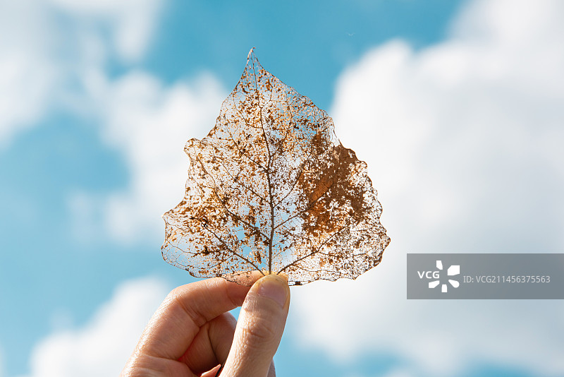 天空下手拿一片枯树叶图片素材