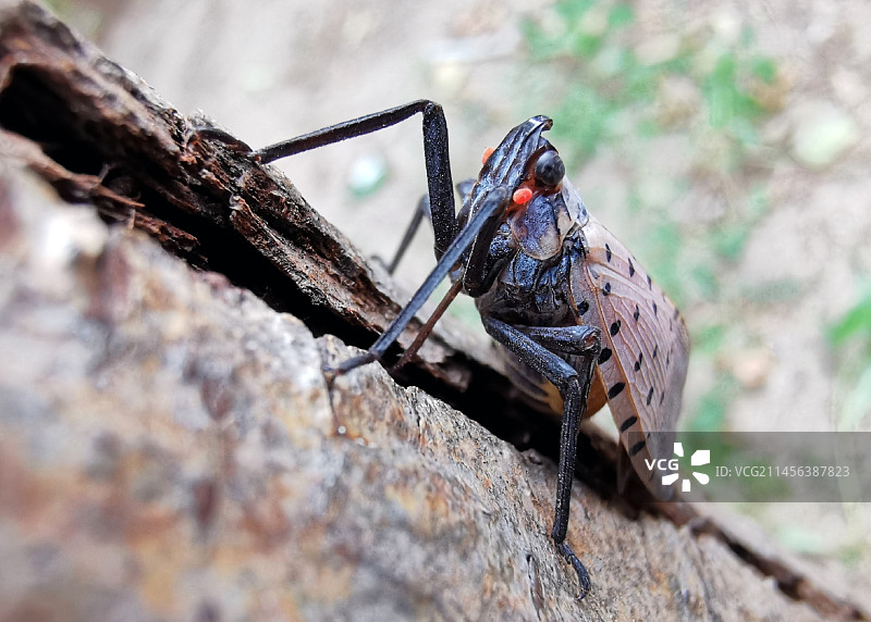 微拍秋蜡蝉图片素材