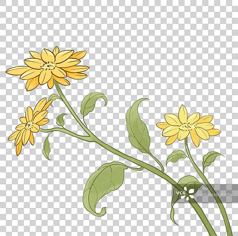 秋天菊花手绘插画图片素材