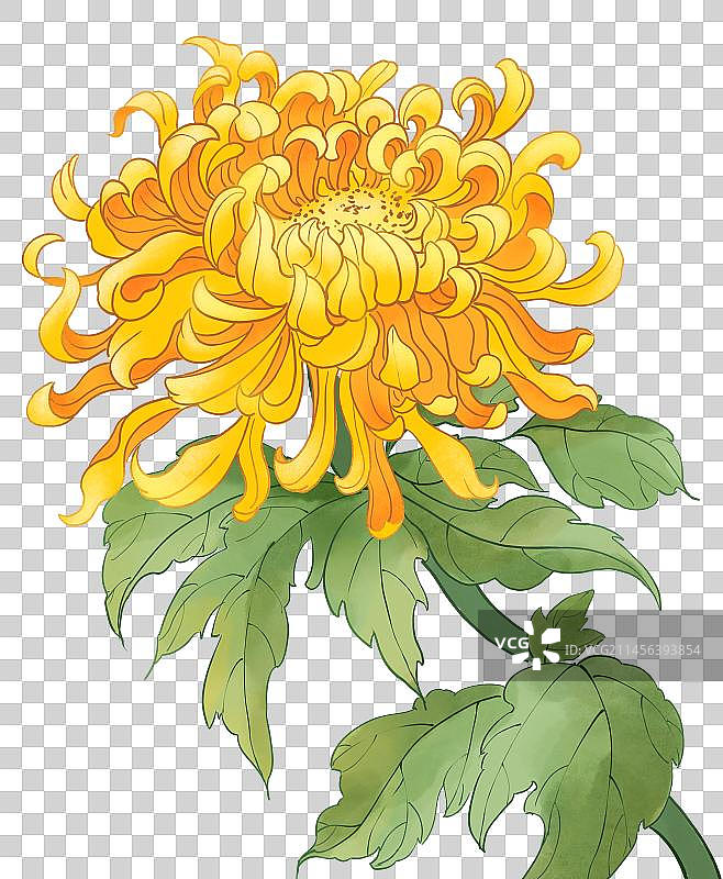 秋天菊花手绘插画图片素材