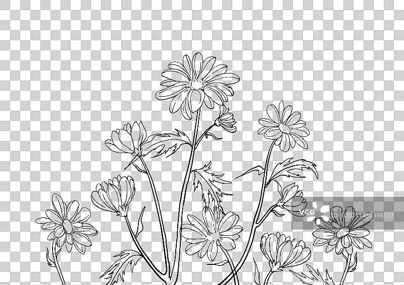 秋天菊花手绘插画图片素材