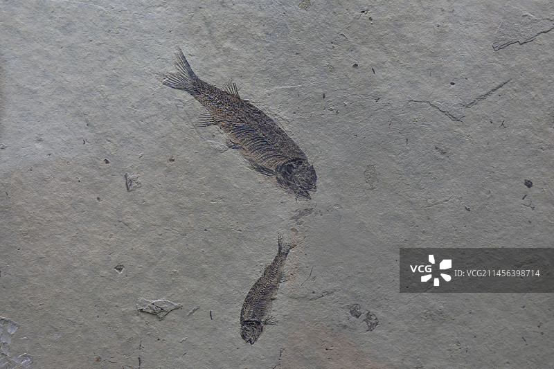 甘肃省博物馆早白垩世狼鳍鱼化石图片素材