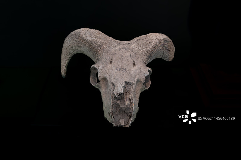 甘肃省博物馆晚更新世盘羊头骨化石图片素材