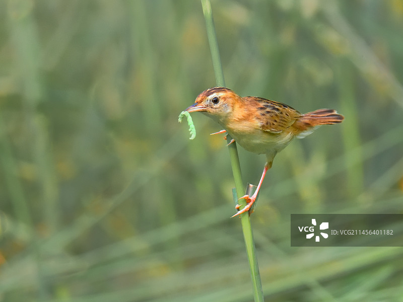 棕扇苇莺图片素材