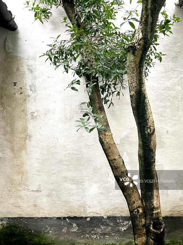 白墙黑瓦、古树青苔｜江南园林把建筑变成一幅水墨画图片素材