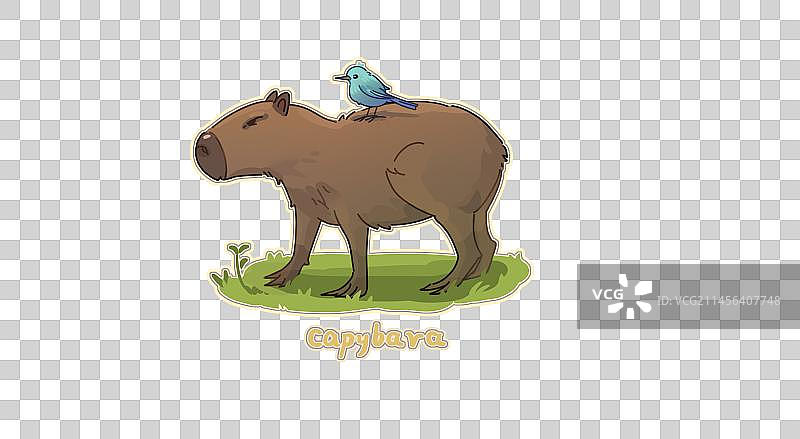 卡皮巴拉（水豚）图片素材