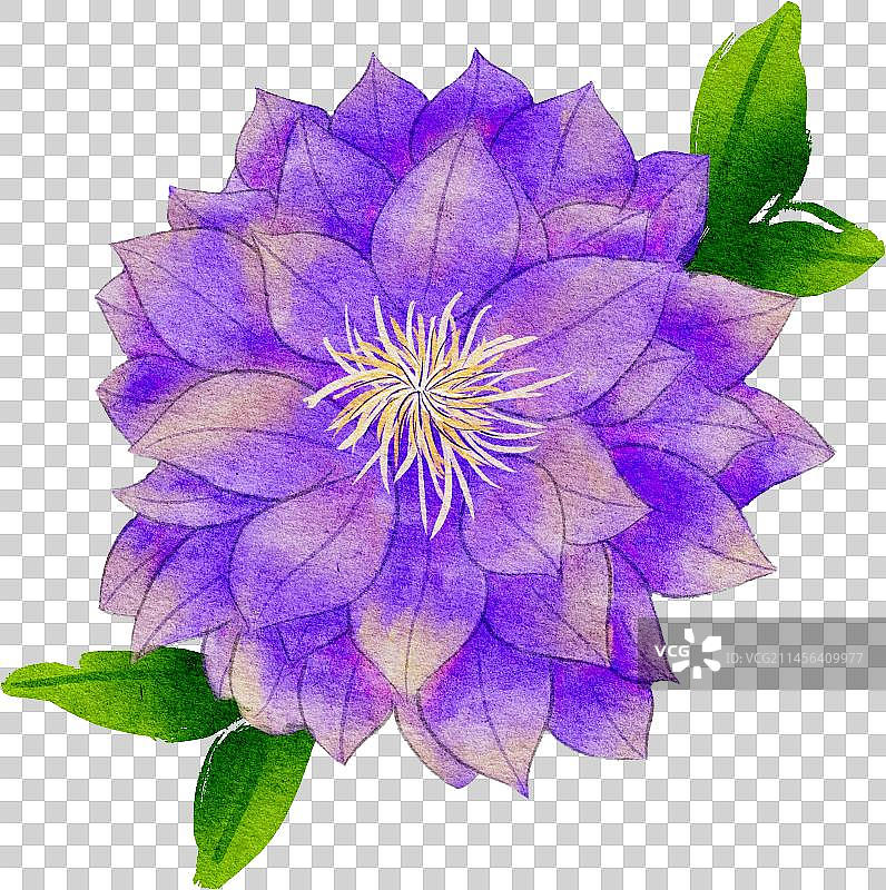 铁线莲花卉紫色水彩手绘插画风格免抠元素图片素材