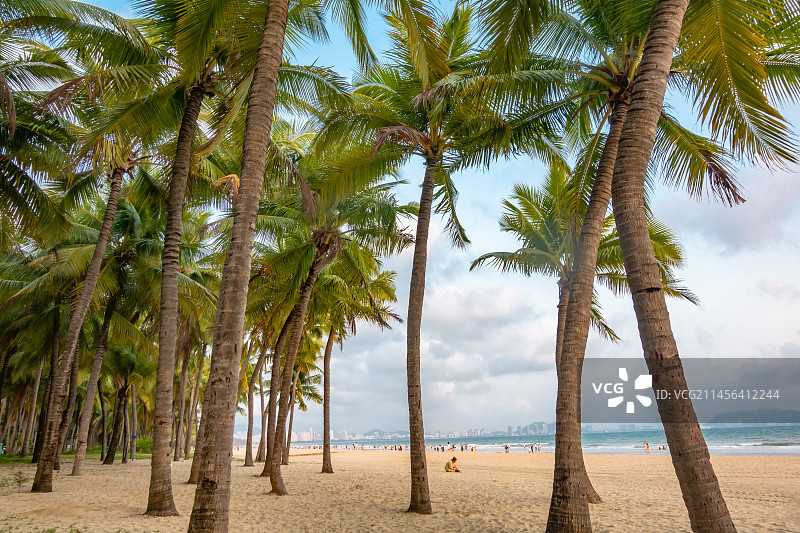 海南省三亚市三亚湾椰梦长廊图片素材