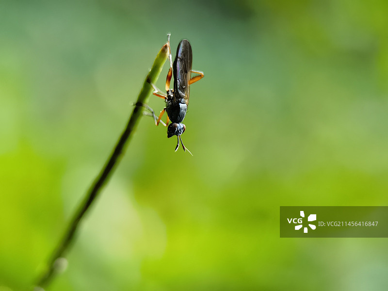 瘦足蝇图片素材