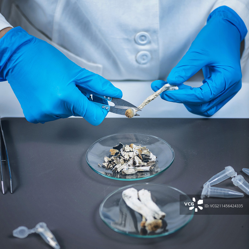 准备赛洛西宾微剂量图片素材