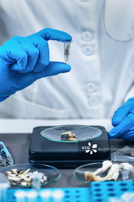 拿着微量赛洛西宾的实验室技术员图片素材