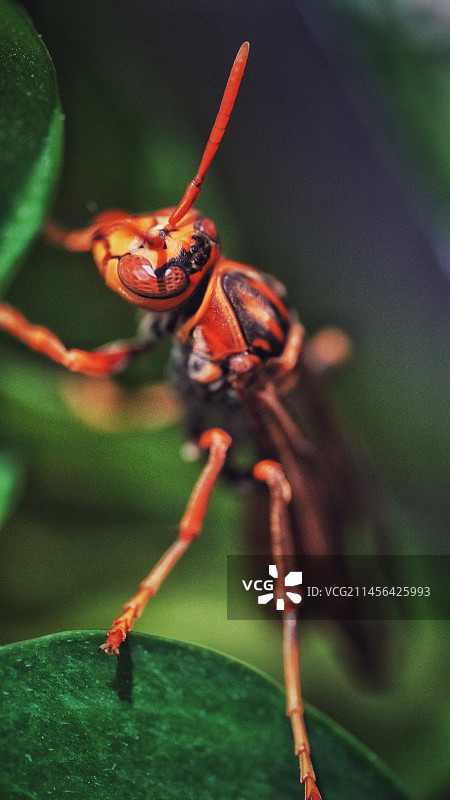 大黄蜂特写图片素材