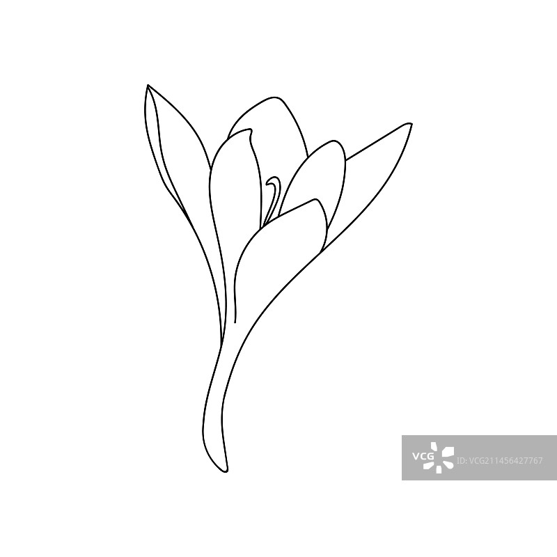 番红花线性单线绘画图片素材