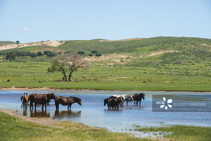 夏日的上都湖风和日丽图片素材