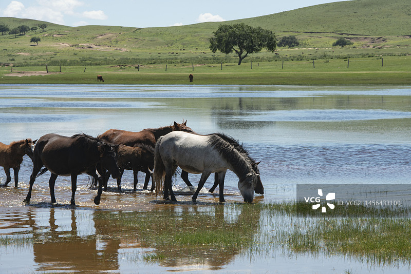 夏日的上都湖风和日丽图片素材