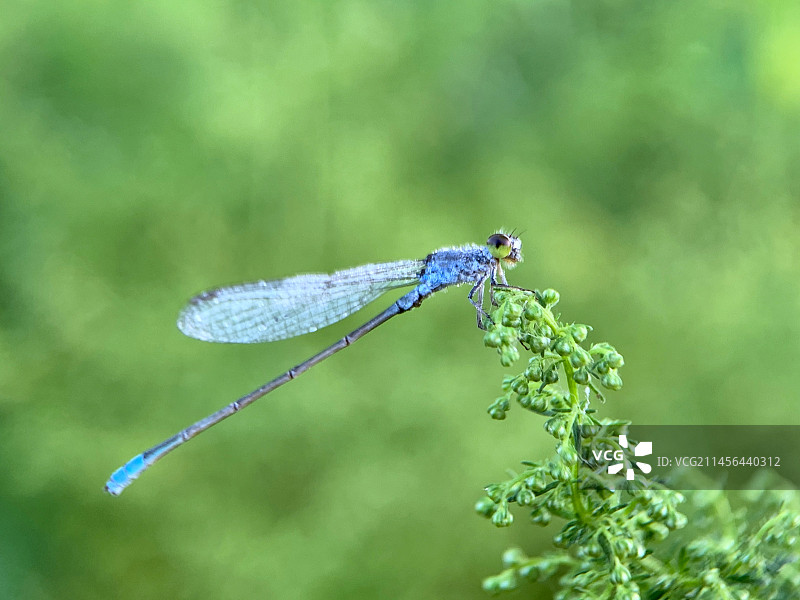 黄花蒿上的豆娘特写镜头图片素材