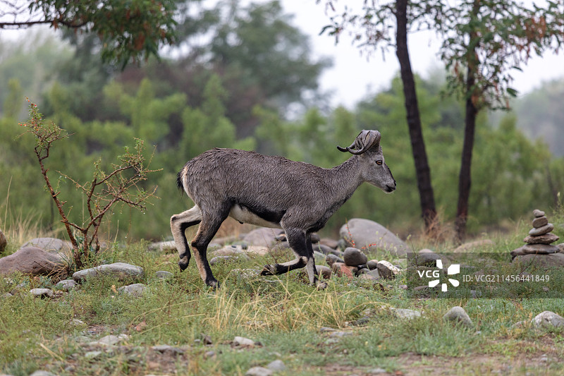 宁夏银川贺兰山奔跑的岩羊图片素材