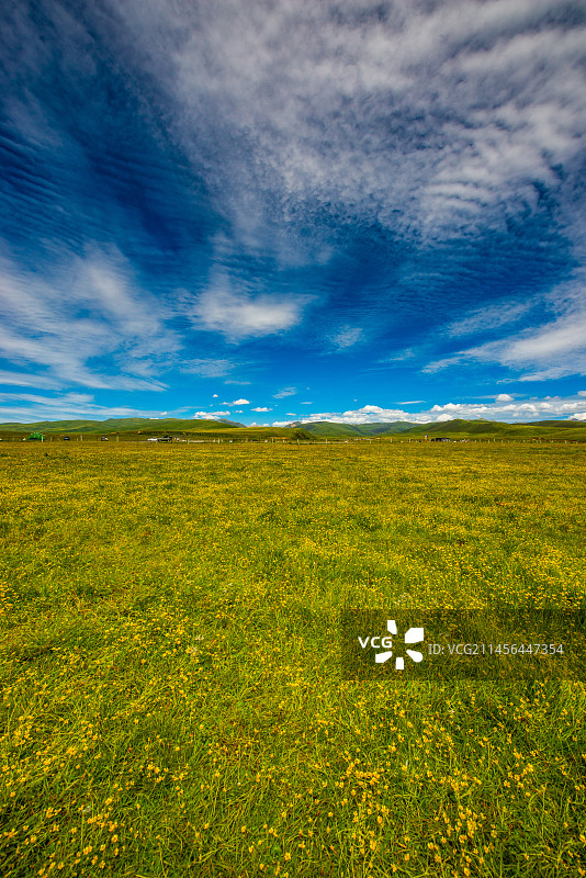 红原俄么塘花海图片素材