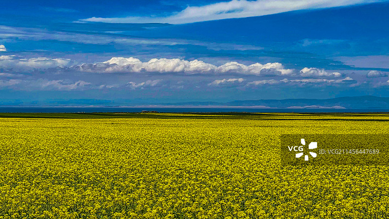 青海湖油菜花图片素材