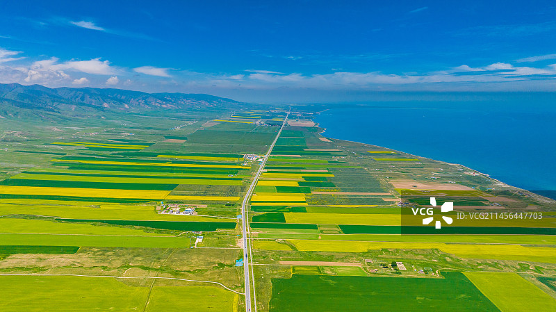 青海湖油菜花图片素材