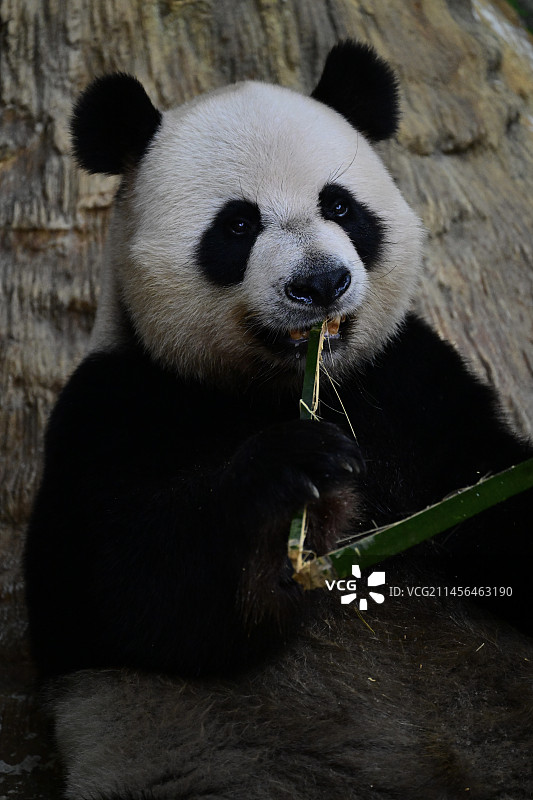 新鮮的竹子先留一半未雨綢繆图片素材