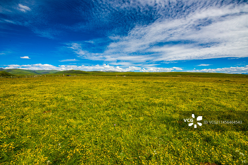 红原俄么塘花海图片素材