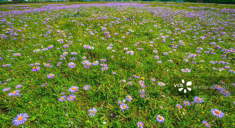红原俄么塘花海图片素材