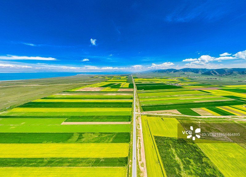 青海湖油菜花图片素材