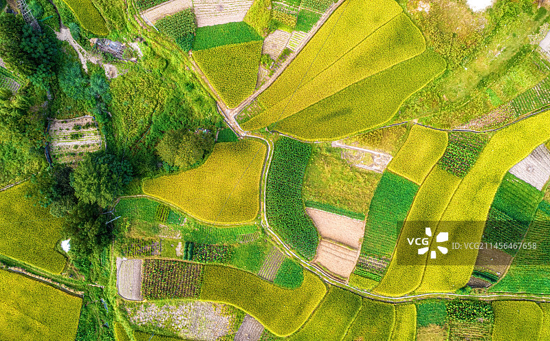 秋天的稻田航拍图片素材