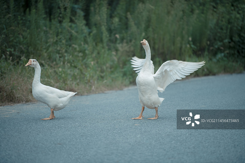 大白鹅图片素材
