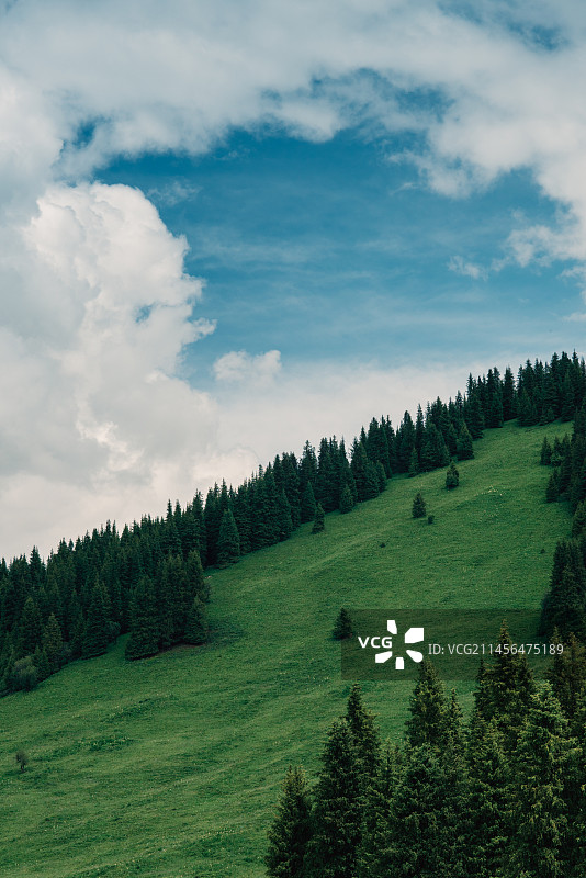 新疆伊犁蓝天白云下的高山森林草原图片素材