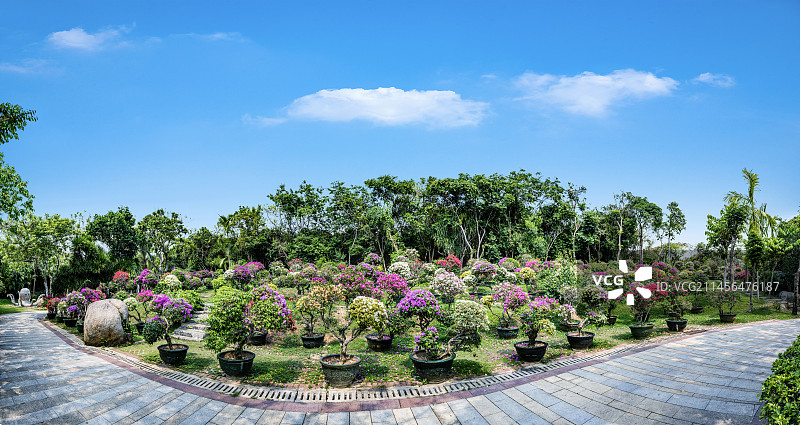 海南三亚蜈支洲岛情人谷三角梅林图片素材