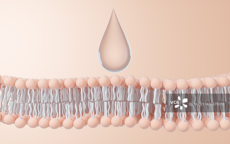 磷脂双分子层细胞膜3D渲染图片素材
