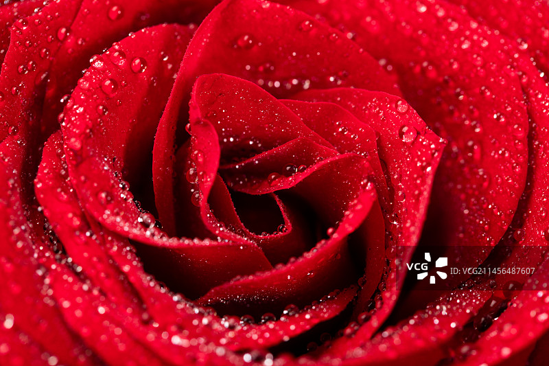 玫瑰花图片素材